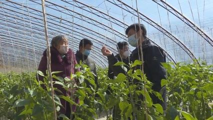 子長蔬菜開發中心 穩防控、強技術、保供應，全力守護“菜籃子”安全