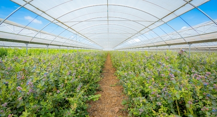 鑫榮懋果業科技集團 以科技創新引領種植技術開發，鑄就高品質水果產業標桿